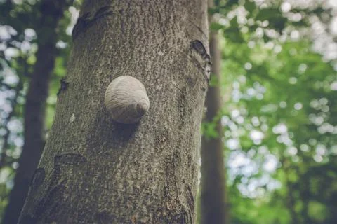 Escargot snail on a tree Stock Photos