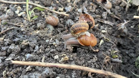 Escargot Snails Interacting and Crawling on Wet Soil at Snail Farm Stock Footage 342513081