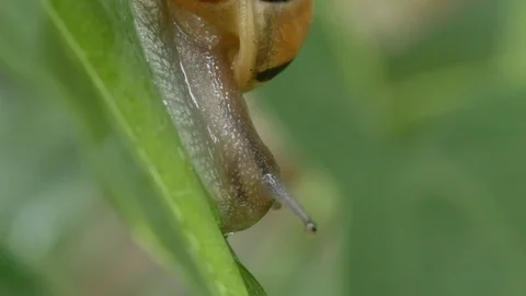 Escargot sur feuille - snail on a leaf Video stock 90464765