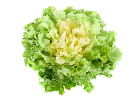 Escarole endive Stock Photos