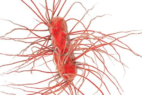 Escherichia coli bacterium Stock Illustration