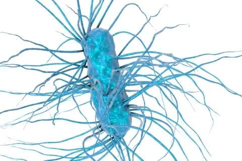 Escherichia coli bacterium Illustrazione stock