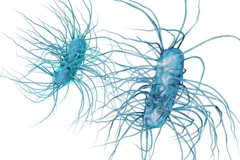 Escherichia coli bacterium Stock Illustration
