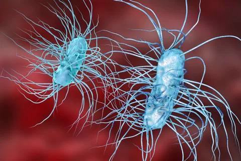 Escherichia coli bacterium Illustrazione stock