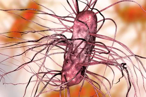 Escherichia coli bacterium Illustrazione stock