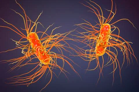 Escherichia coli bacterium Illustrazione stock