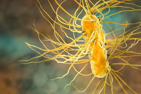 Escherichia coli bacterium Illustrazione stock