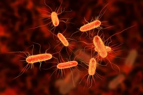 Escherichia coli bacterium Illustrazione stock