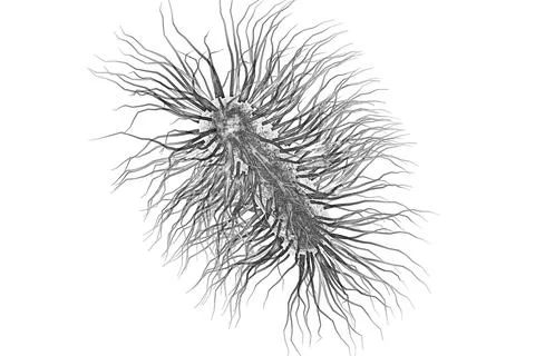 Escherichia coli bacterium Illustrazione stock