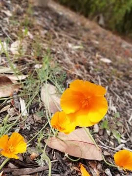 Eschscholzia californica - California Poppy In An Irish Summer Garden Stock Photos