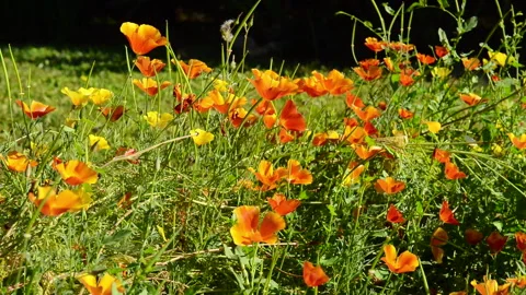 Eschscholzia flower Stock Footage 133601636