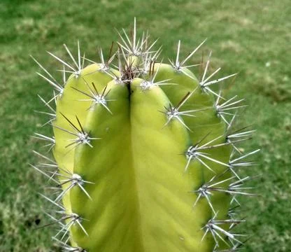 Escontria Stock Photos