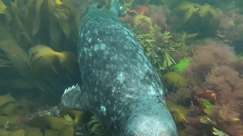 Escort The Atlantic Grey Seal Stock Footage 263445742