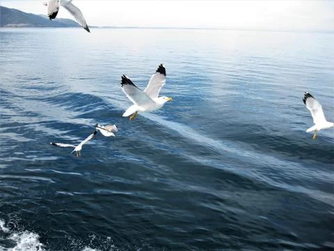 Escorts.   Stock Photos