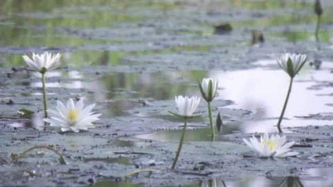 Esculent root of water lily Stock Footage 249416962