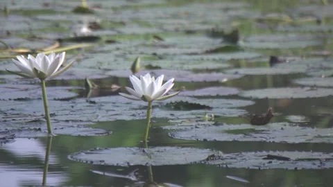 Esculent root of water lily Stock Footage 249416969