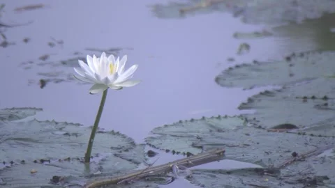Esculent root of water lily Video stock 249624080