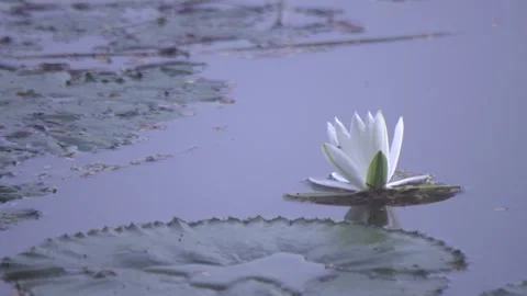 Esculent root of water lily Stock Footage 249624088
