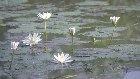 Esculent root of water lily Stock Footage 249624120