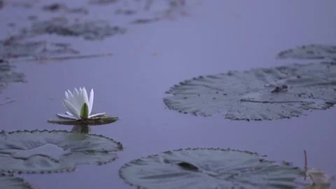 Esculent root of water lily Stock Footage 249624144