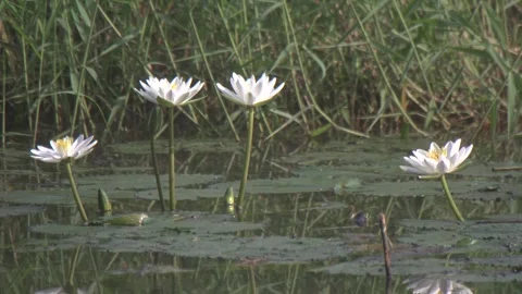 Esculent root of water lily Stock Footage 249624148