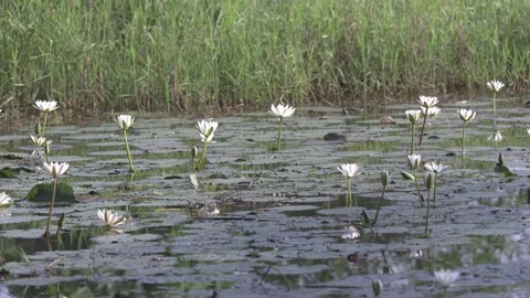 Esculent root of water lily Video stock 249624237