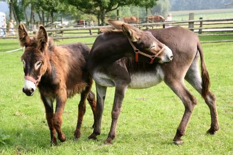 Esel und Muli Stock Photos