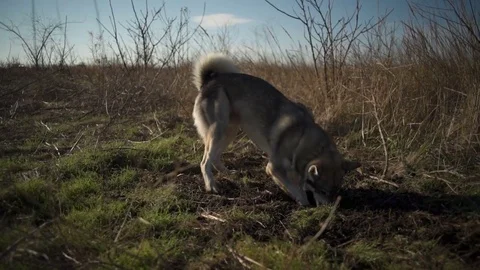 An eskimo dog digging a hole in the field Stock Footage 70362587