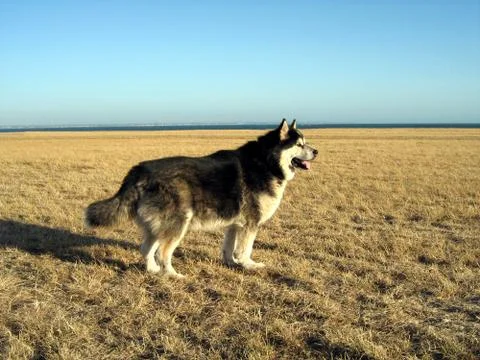 Eskimo dog Foto stock