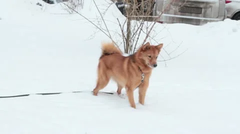 Eskimo dog plays with snow Video stock 20587343