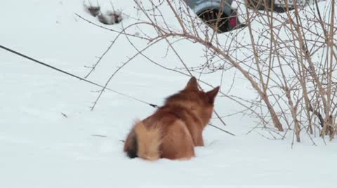 Eskimo dog red Stock Footage 20587374