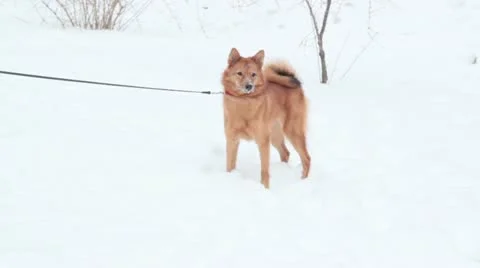 Eskimo dog in snow Stock-Footage 20587317