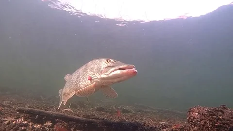 Esox lucius Stock Footage 70487365