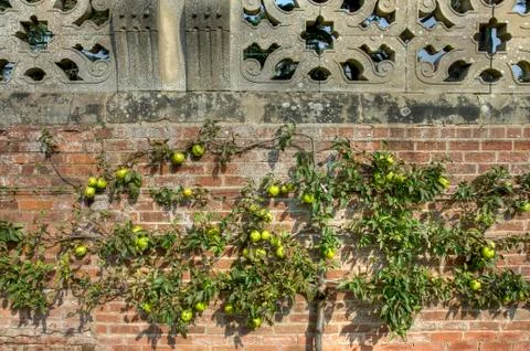 Espalier apple tree Foto stock