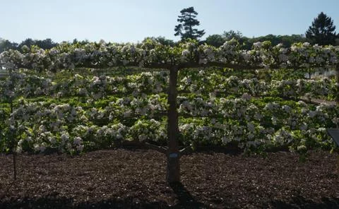 Espalier Apple Tree Stock Photos