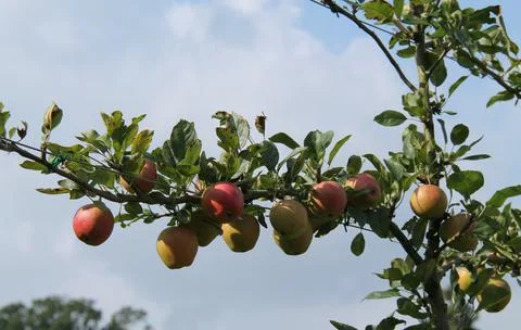 Espalier Fruit Tree. Stock Photos