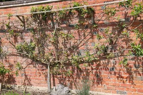 Espalier Fruit Tree. Stock Photos