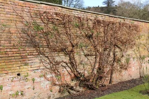 Espalier Fruit Tree. Stock Photos