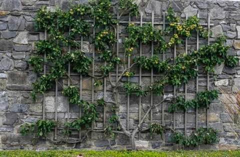 An espalier trained apple tree, Stock Photos