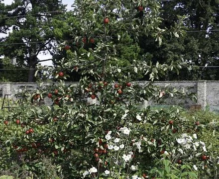 An espalier trained red apple tree. Stock Photos