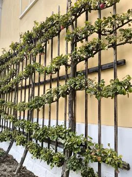 Espalier tree: an apple tree trained on a wooden trellis against a yellow wall Stock Photos