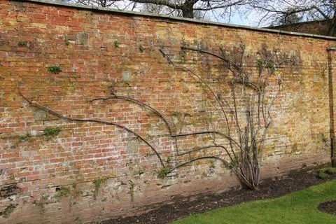 Espalier Tree. Stock Photos