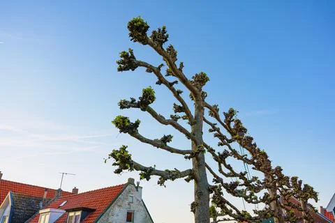 Espalier Tree Pruned Into Structured Horizontal Form Stock Photos