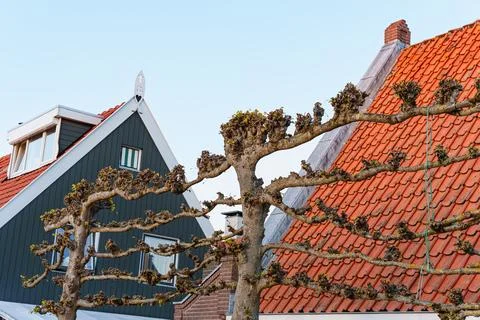 Espalier Tree Trained Into Wall-Like Shape By Pruning Stock Photos