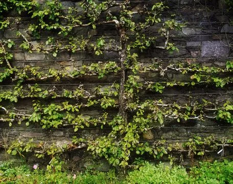 Espaliered Apple Tree Stock Photos