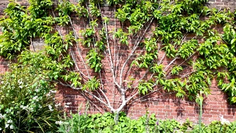Espaliered fruit tree growing on old brick wall. push forward shot Stock Footage 334940597