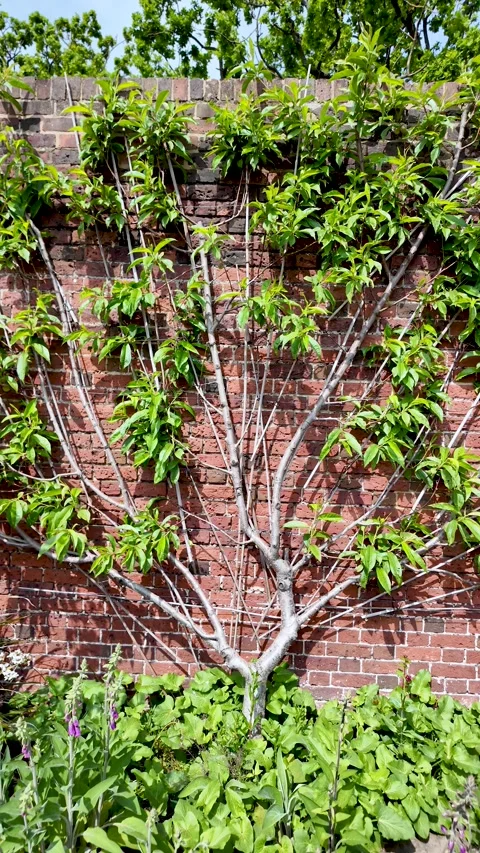 Espaliered fruit tree growing on old brick wall. vertical video, push forward Stock Footage 334940615