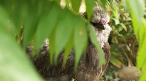 Especial Bird behind Leaves Stock Footage 50592653