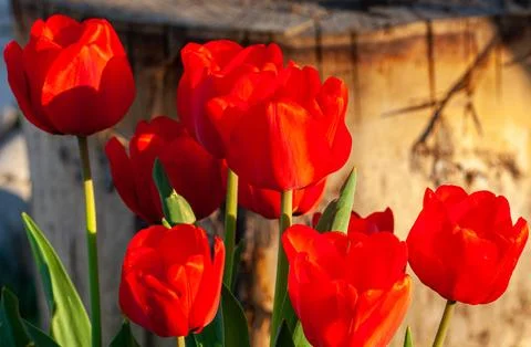 Especially in backlight red tulips are very impressive Tulips caused the first Stock Photos