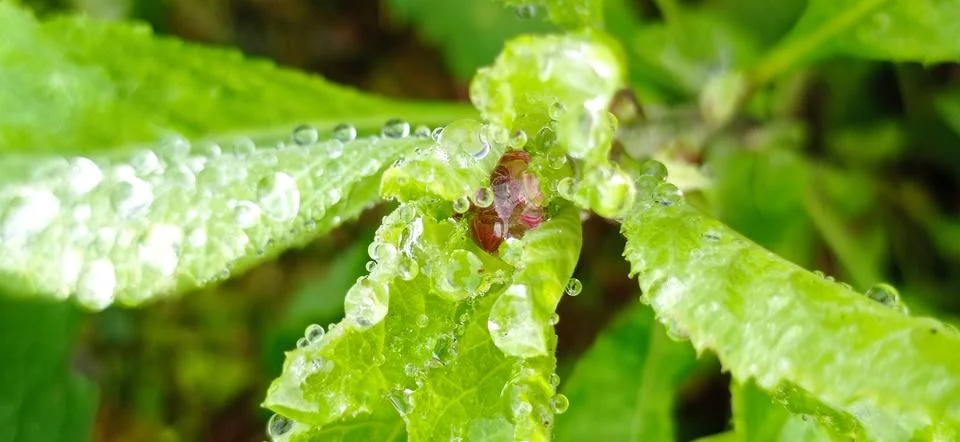 Especially the dew Stock Photos